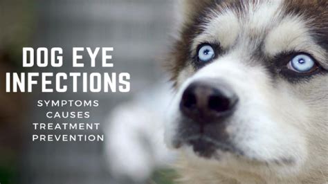 Dog Eye Infections Symptoms Causes Treatment And Prevention