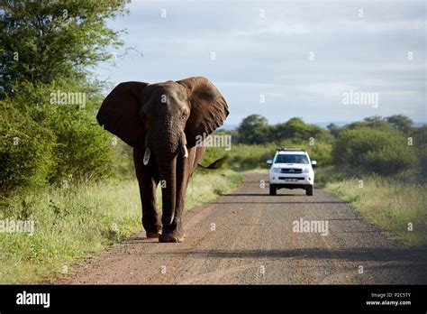African Elephant In Kruger National Park South Africa Stock Photo Alamy