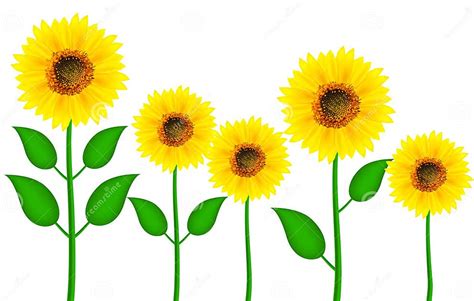 Group Of Blooming Sunflowers In Different Sizes Realistic Vector