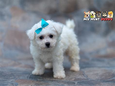 Bichon Frise Dog Male White 2198049 My Next Puppy