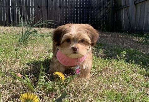 27 Cute Yorkshire Terrier Mixes The Best Yorkie Hybrids