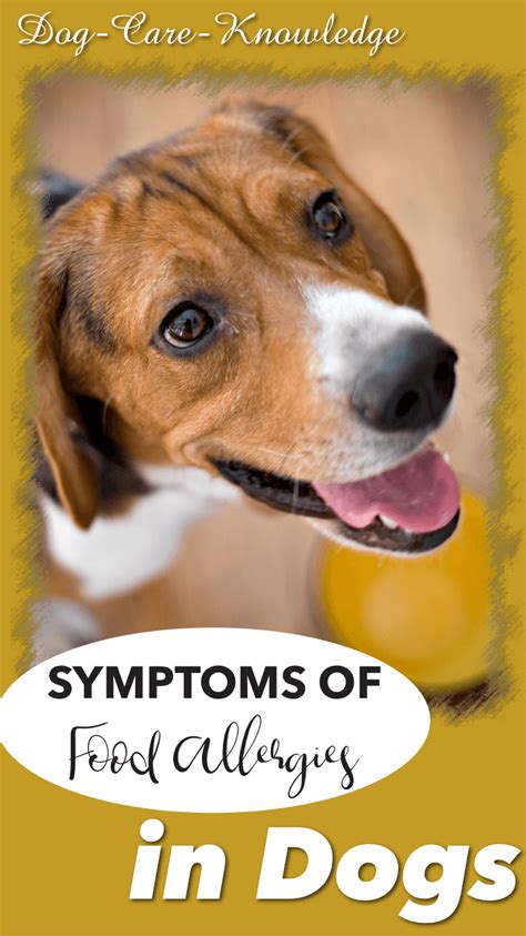 This mostly results in gastrointestinal symptoms, as most dogs are lactose intolerant. Canine Food Allergies or Intolerance? What You Need To Know.