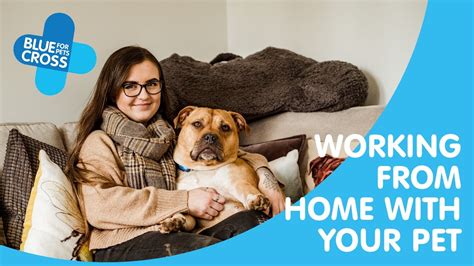 Working From Home With Your Pet Blue Cross Pet Advice Youtube