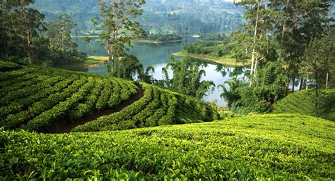 Tea Plantations At Hatton Sri Lanka Stock Photo Download Image Now