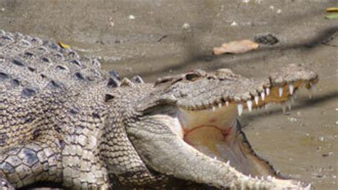 Brutus The Giant Crocodile Attacks Shark In Australia News Khaleej