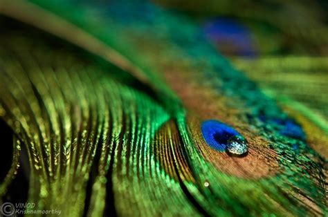 Feathers By Vinod Krishnamoorthy Via 500px Feather Peacock Party