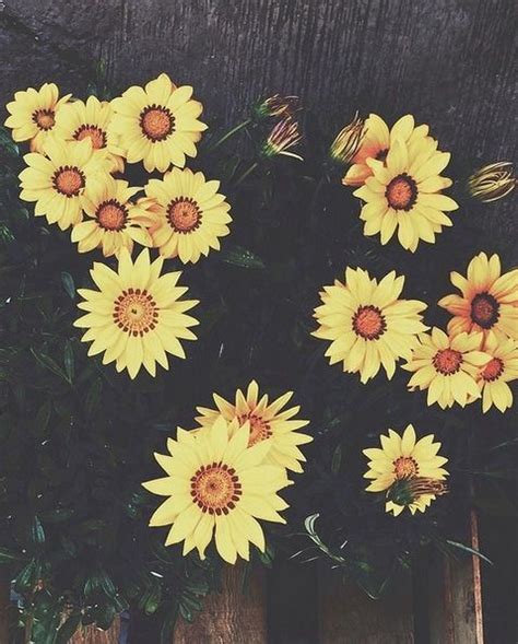 Sunflowers Wallpaper Tumblr Love Flowers Pretty Flowers