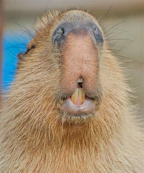 A Capybara Looking At The Camera With Its Mouth Open And Its Tongue Out