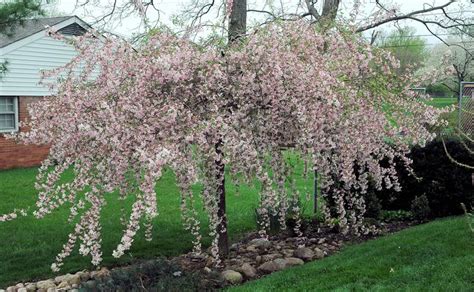 As mentioned above, if apple trees are grown in contaminated soil that contains lead or other heavy metals, it is possible that trace amounts may find their way into the fruits. Crabapple - Gammon's Garden Center & Landscape Nursery