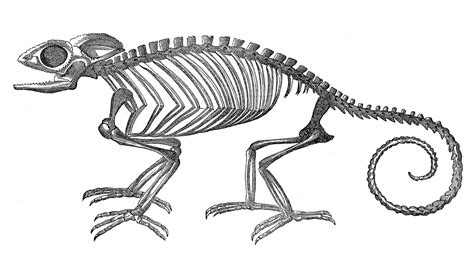 Animal Skeleton Clipart Clipground