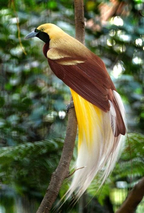 Hal ini berkaitan dengan perawakannya yang gagah, mata yang tajam dan kemampuannya yang mengagumkan. 100+ Gambar Burung (GARUDA, HANTU, ELANG, MERAK dll LENGKAP)