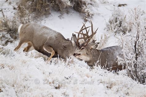 Dominant Mule Deer Bucks Fighting Yellowstone Nature Photography By D