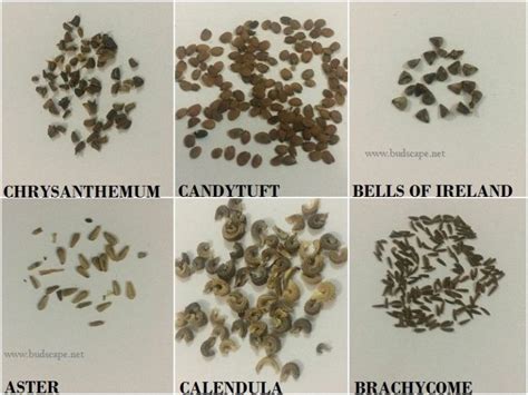 Flower Seed Identification Chart 1 Gardening For Beginners