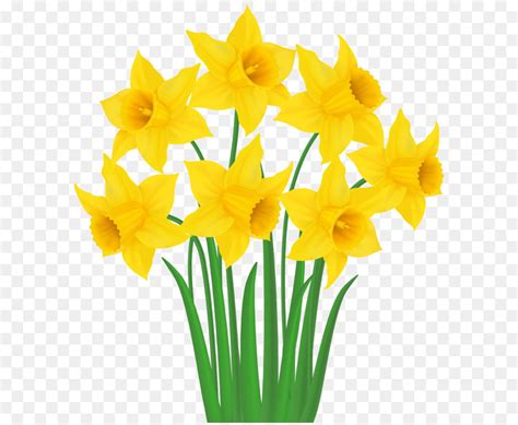 Daffodil Clipart Yellow Daffodil Daffodil Yellow Daffodil Transparent