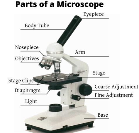 Microscope Names Micropedia