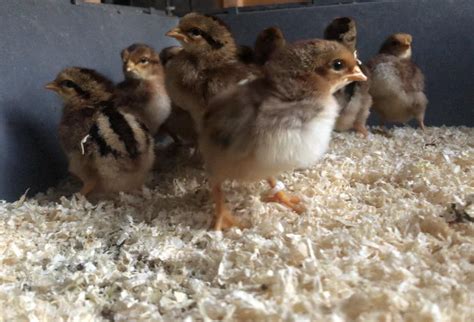 Day old Welsummer chicks in Cowes - Expired | Wightbay