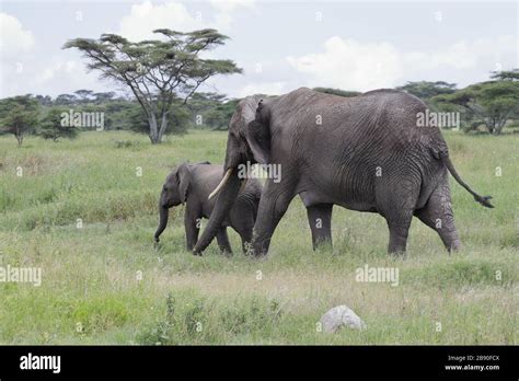 The African Bush Elephant Also Known As The African Savanna Elephant