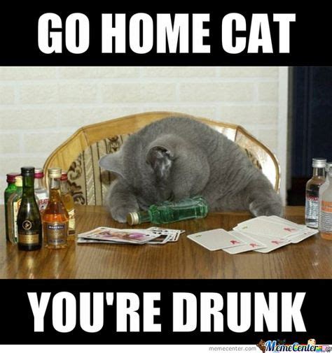 12 Best Drunk Cats Images In 2019 Drunk Cat Cats Funny Cats