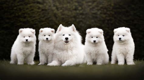 White Samoyed Dog And Puppies Are Sitting On Grass In Blur Green Leaves