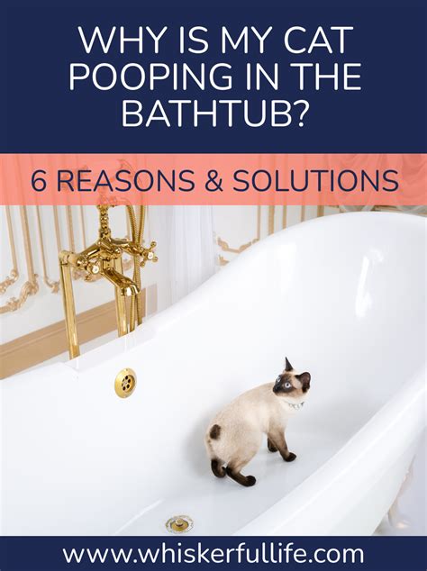 Why Does My Cat Poop In The Bathtub 6 Reasons And Fixes Whiskerful Life