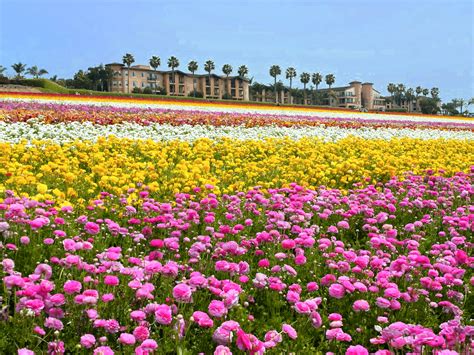Visiting The Carlsbad Flower Fields A Guide To Taking The Kids