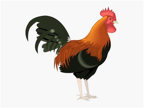 Rooster Clip Art Cartoon Free Rooster Clipart Hd Png Download Kindpng