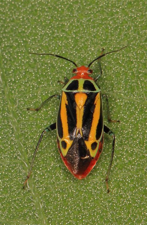 Four Lined Plant Bug Poecilocapsus Lineatus Mckinney Ro Flickr