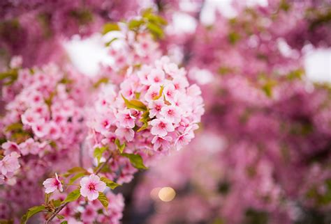 Piping tips used in this video are: Kyoto Cherry Blossom Guide & Sakura Viewing Tips - Travel ...