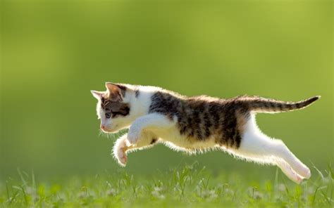 Wallpaper Kitten Grass Jumping Cute Animal Hd Widescreen High