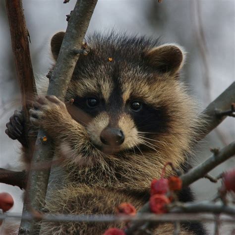 Raccoon Pfp