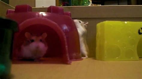 Cute Roborovski Hamsters Playing Youtube