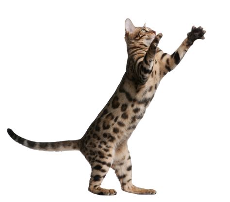 Playing Cat Png Transparent Image Download Size 1000x881px