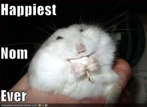 Happiest Nom Ever Funny Hamsters Hamster Smiling Animals