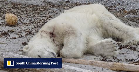 Polar Bear Shot Dead After Attack On Arctic Tourist Ship Guard South