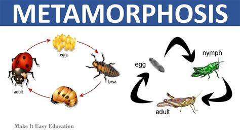 Metamorphosis Complete And Incomplete Metamorphosis Science