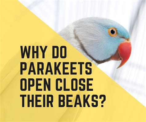 Why Do Parakeets Open And Close Their Beaks 7 Reasons Birds News