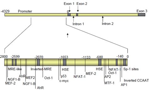 Gene Structure Of Prnp Shown Are The Documented Regulatory Domains Of