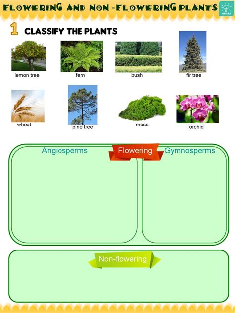 This is the most diverse and numerous division of plants, with (pictural) pictorial: Flowering and non-flowering plants interactive worksheet
