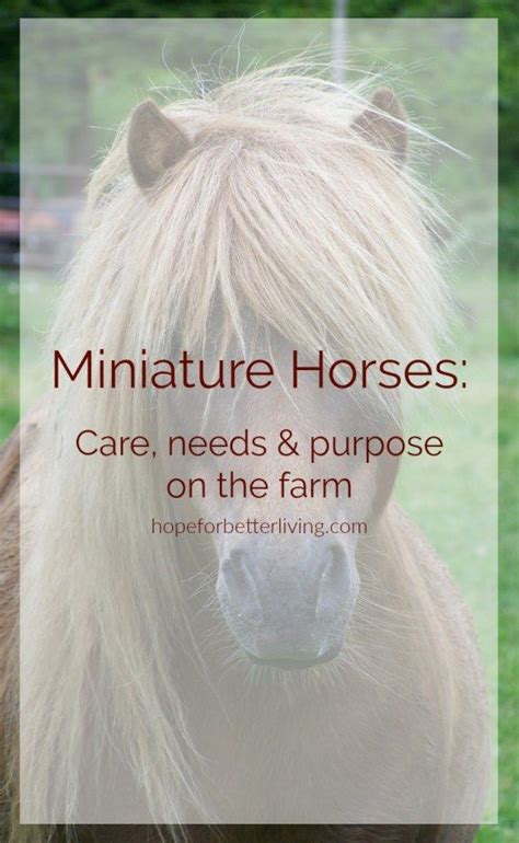 The Basics You Need To Know About Miniature Horses