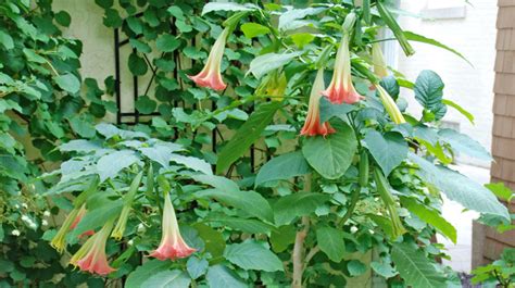 Angel Plant Care In Winter Angel Trumpet Tree Care Tips On Growing