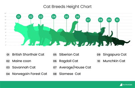 Maine Coon Size Compared To A Normal Cat With Pictures