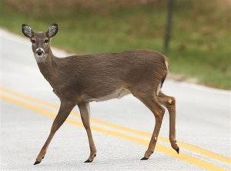 Rutting Deer Require Increased Vigilance For Motorists