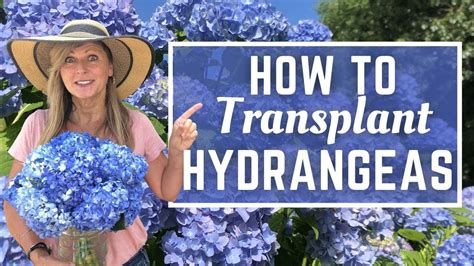 How To Transplant Hydrangeas Youtube