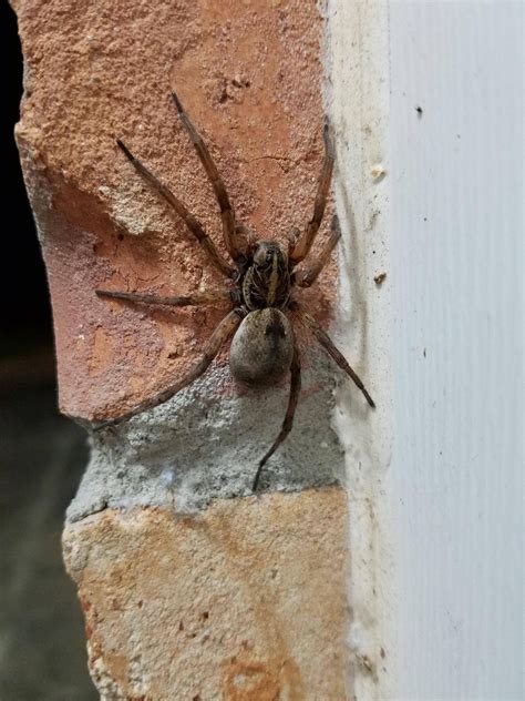 Still another spider looks like, well, bird droppings. What is this large spider in southern Alabama? : whatsthisbug