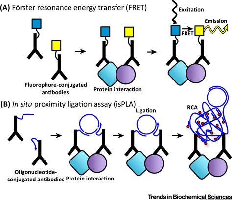 Close Encounters - Probing Proximal Proteins in Live or Fixed Cells ...