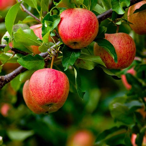 Dwarf Fuji Apple Trees For Sale