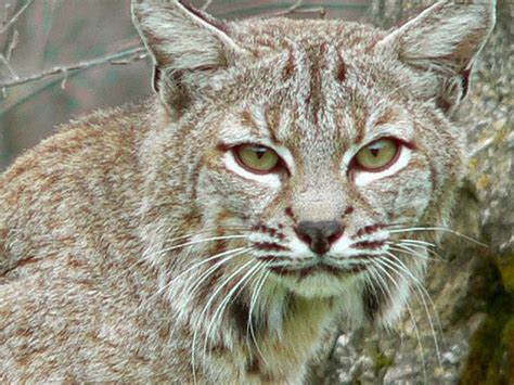 Officials Say Bobcat Sightings On Rise In Indiana Endangered Species