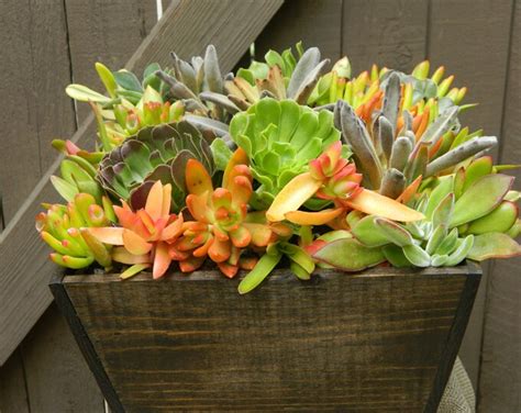 Succulent Centerpiece Succulent Garden Succulent Tabletop Etsy