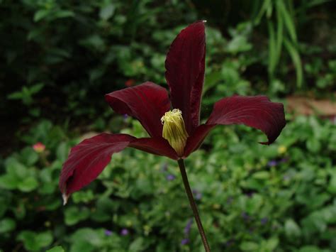 We did not find results for: Clematis Niobe | Flowers like deep red velvet... | Ruth ...