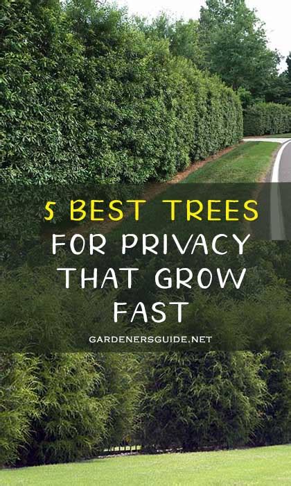 5 Best Trees For Privacy That Grow Fast Best Trees For Privacy